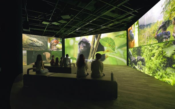 Visitors watching wildlife visuals at Curiosity Cove's audio-visual screening.