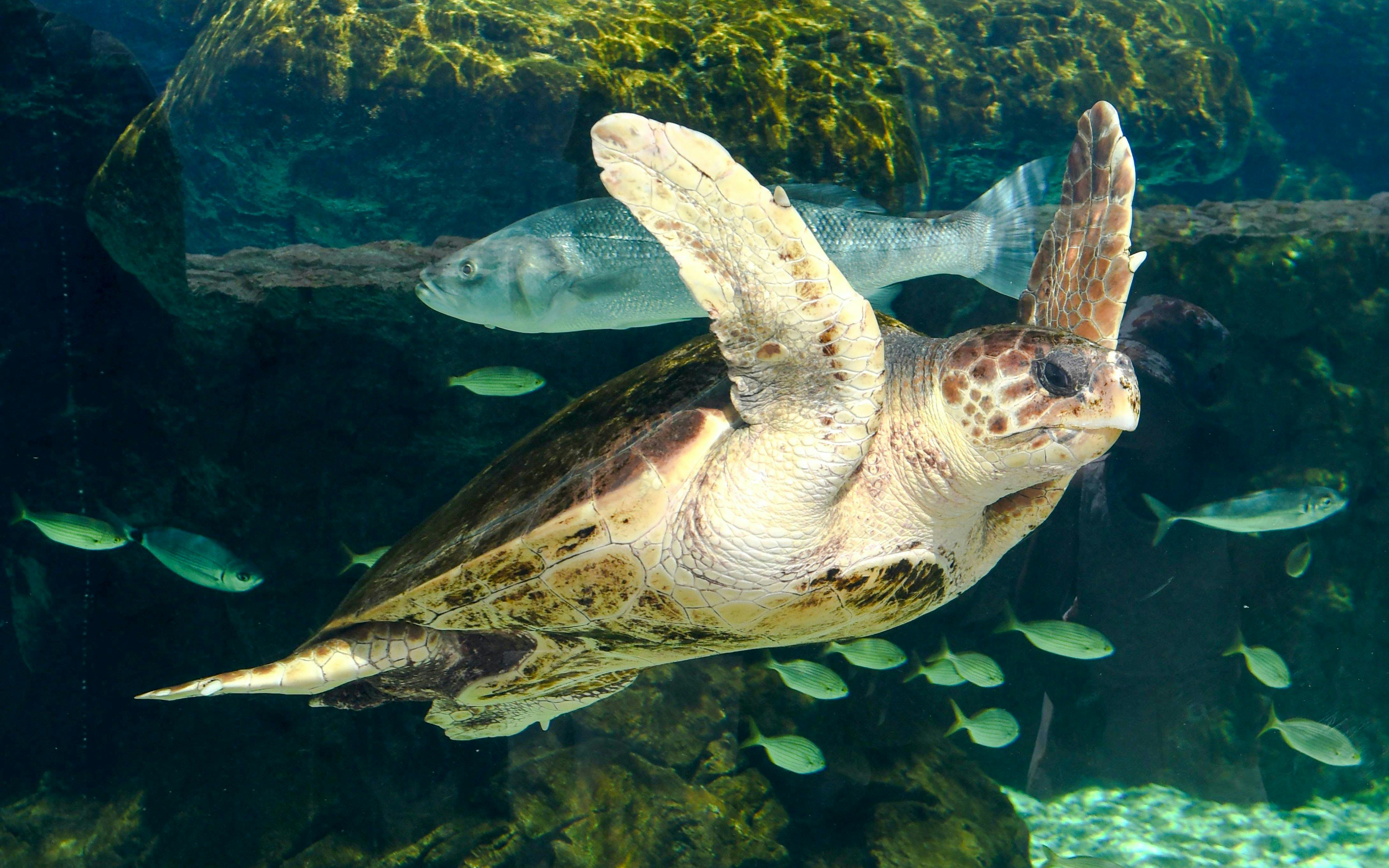 Sea turtle swimming with fish at Oceanographic Museum Monaco.