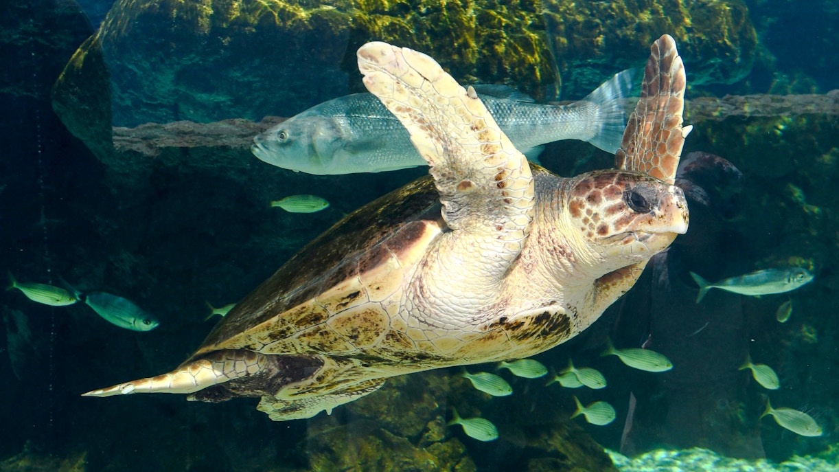 Sea turtle swimming with fish at Oceanographic Museum Monaco.