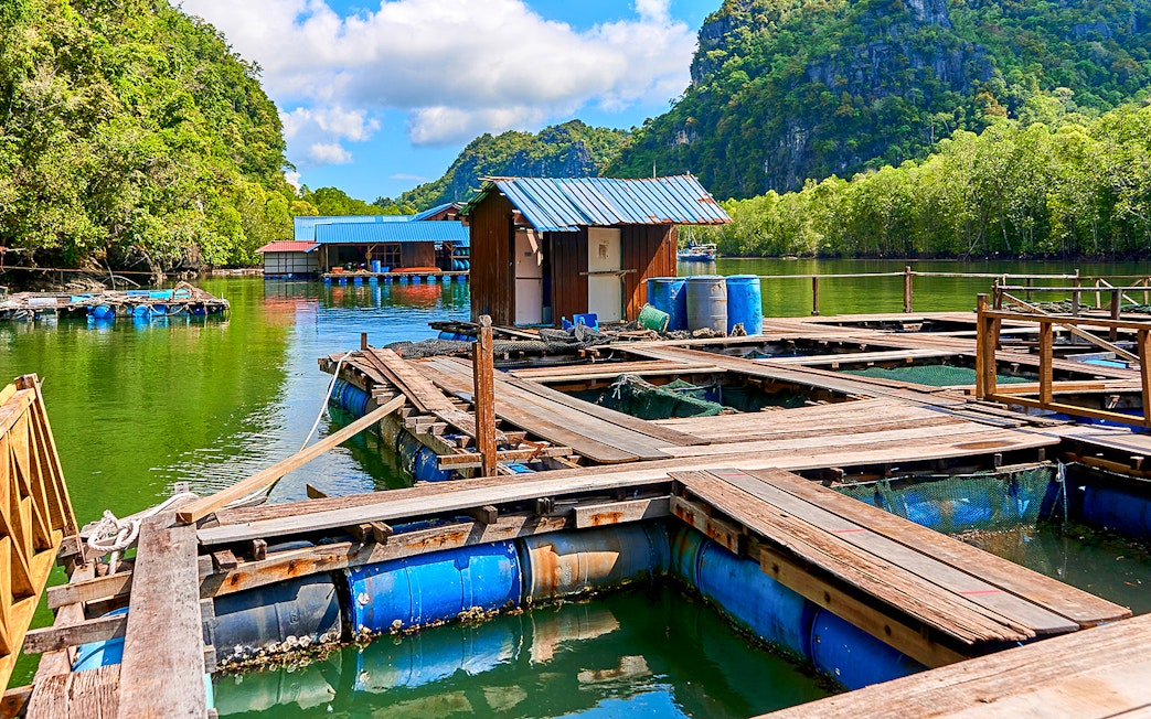 Floating fish farm at Kilim Geoforest Park, Langkawi, surrounded by lush mangroves.