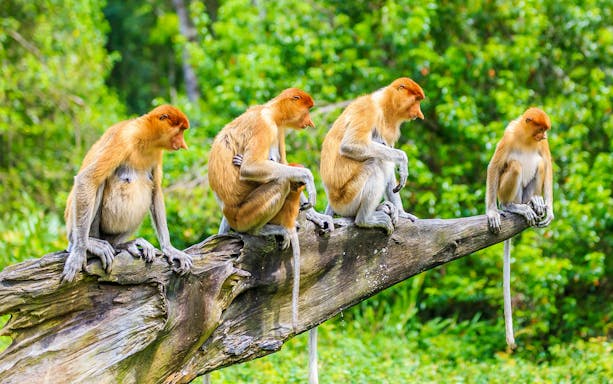 Proboscis monkeys sitting on a log in Weston Wetland, Sabah.