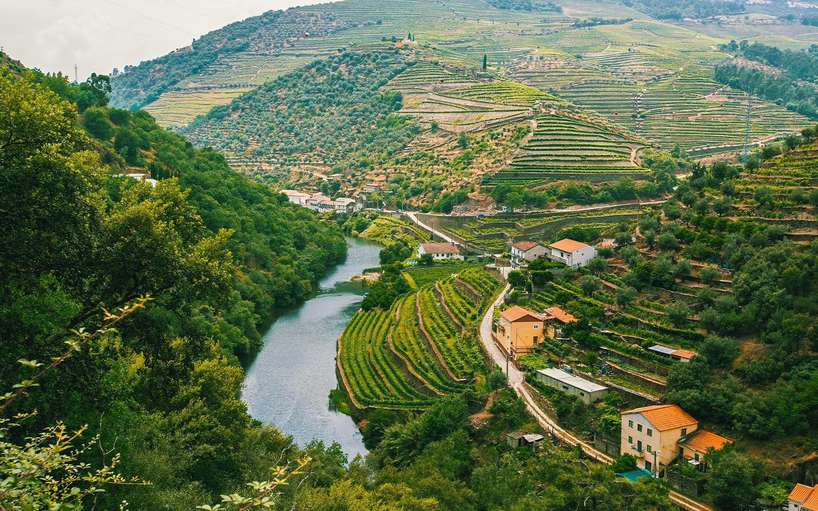 Vineyards on hills overlooking a river in Douro Valley, Portugal.