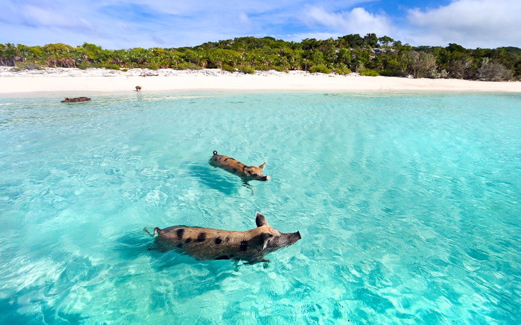 Swimming pigs of Exuma Cays, Nassau