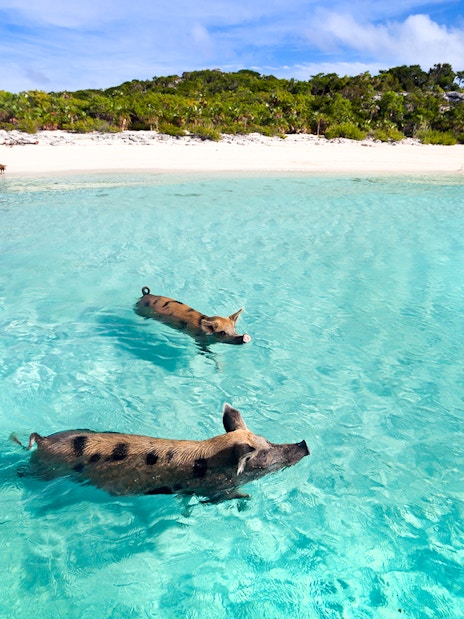 Swimming pigs of Exuma Cays, Nassau