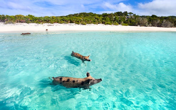 Swimming pigs of Exuma Cays, Nassau