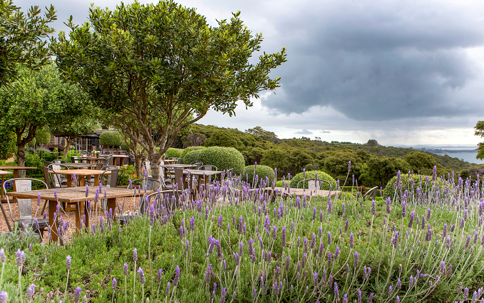 Outdoor seating at Mudbrick Vineyard, Waiheke Island, Auckland, with lavender and scenic views.