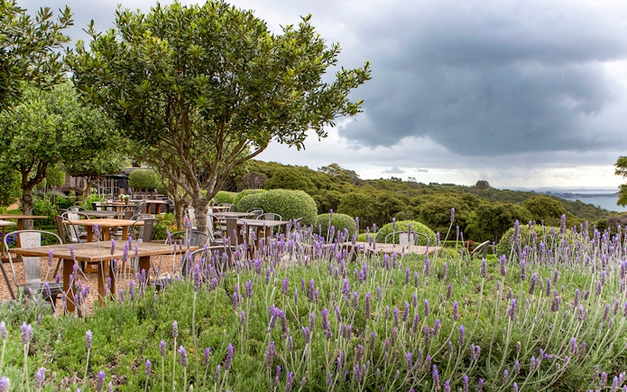 Outdoor seating at Mudbrick Vineyard, Waiheke Island, Auckland, with lavender and scenic views.