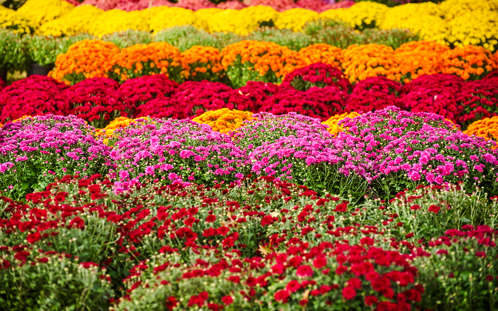 Chrysanthemum Festival at Shinjuku Gyoen