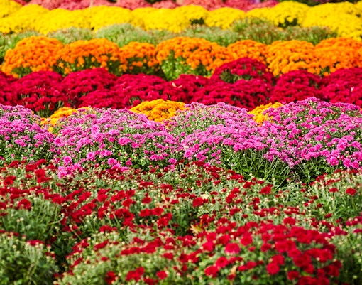 Chrysanthemum Festival at Shinjuku Gyoen