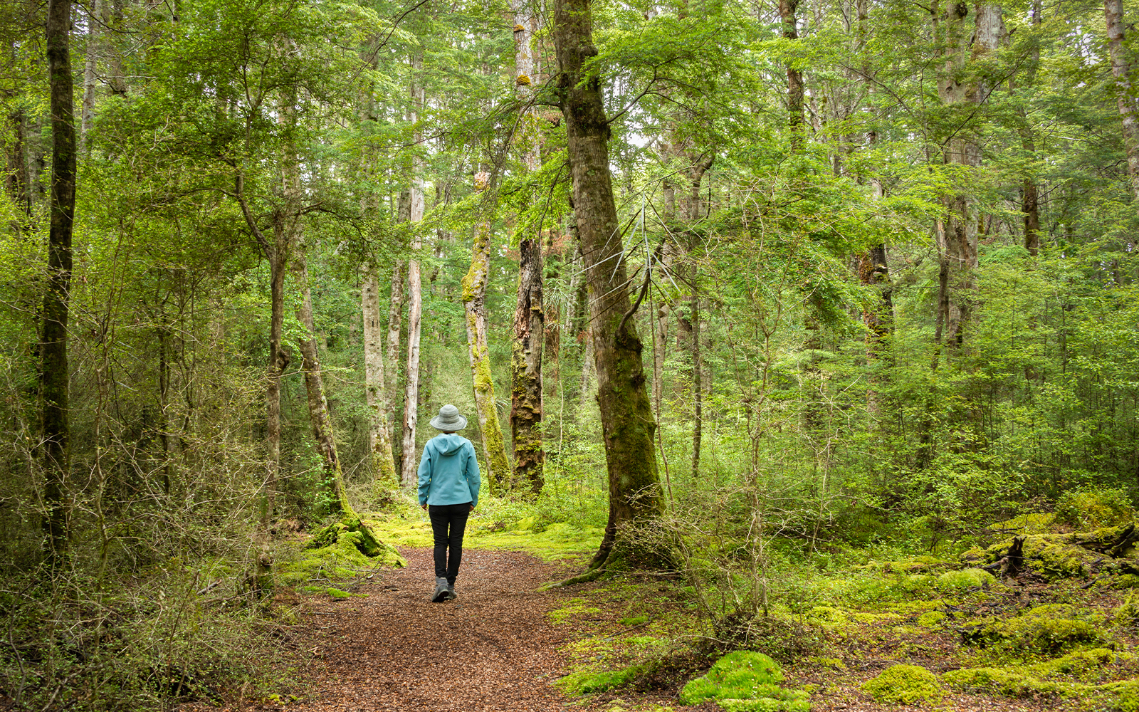 Lake Mistletoe Wanderweg