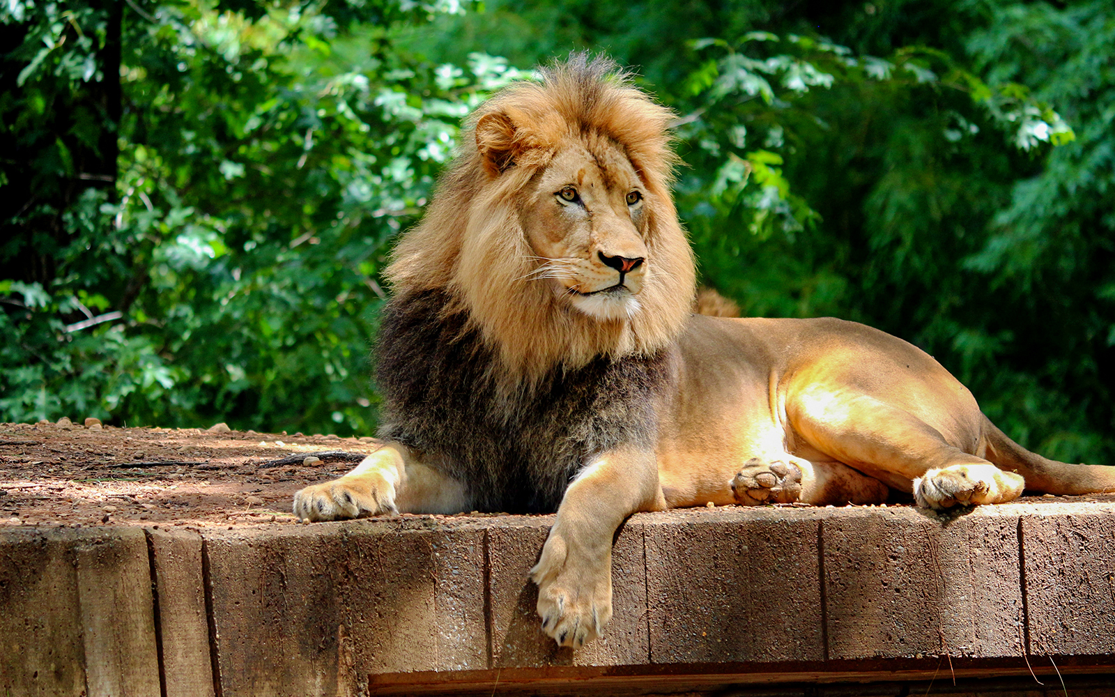 Lion resting on a platform at Prague Zoo.