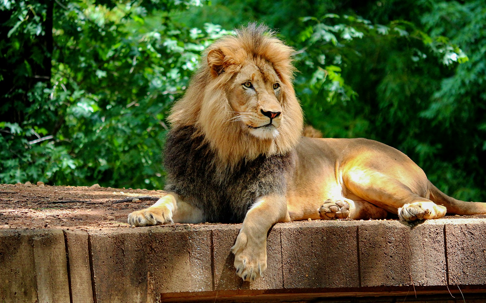 Lion resting in Zoo enclosure.