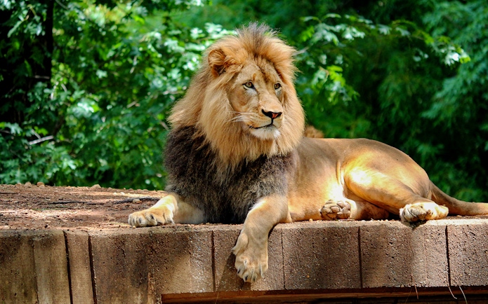 Lion resting on a platform at Prague Zoo.
