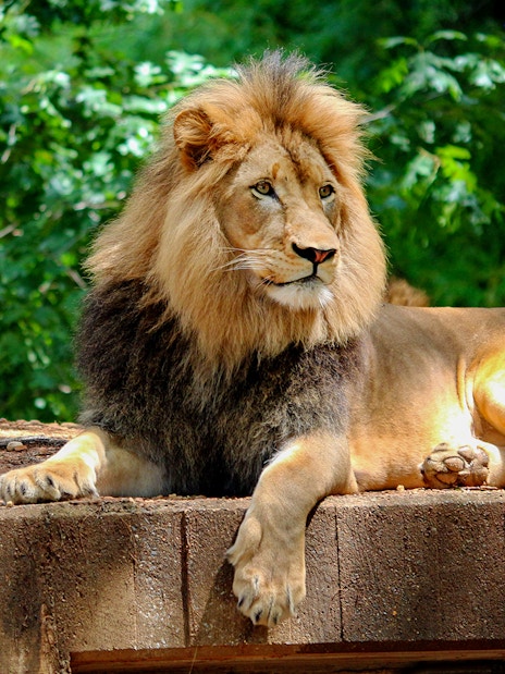 Lion resting on a platform at Prague Zoo.