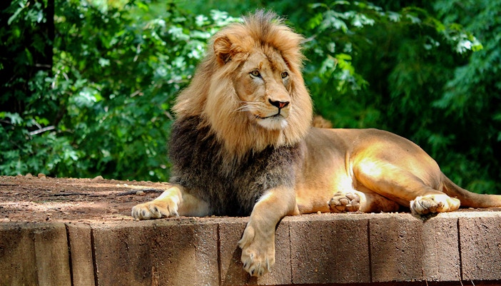 Prague Zoo - Lions and tigers