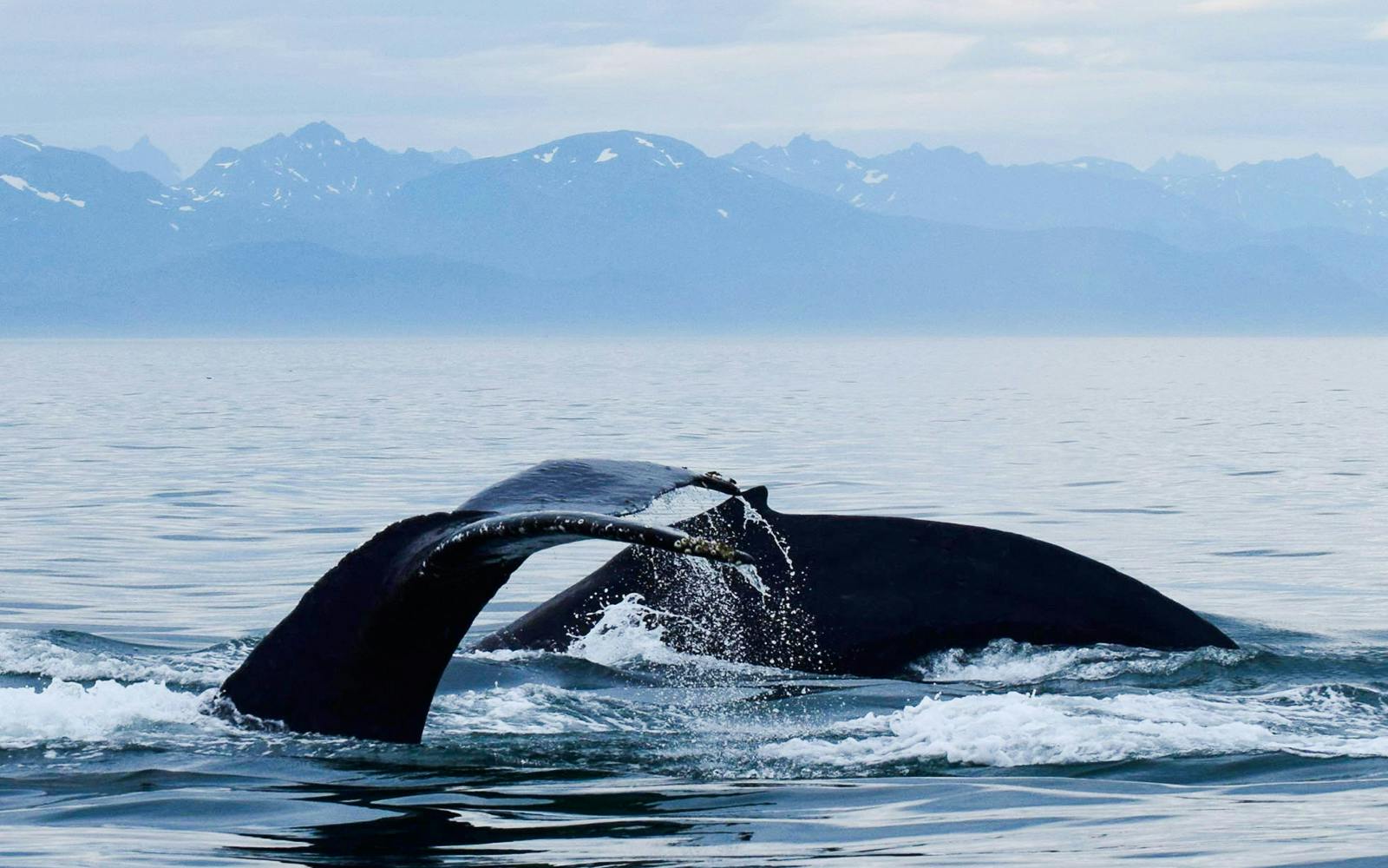 Whale tail emerging from water during Juneau catamaran tour.