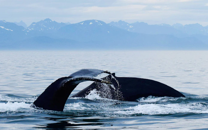 Whale tail emerging from water during Juneau catamaran tour.