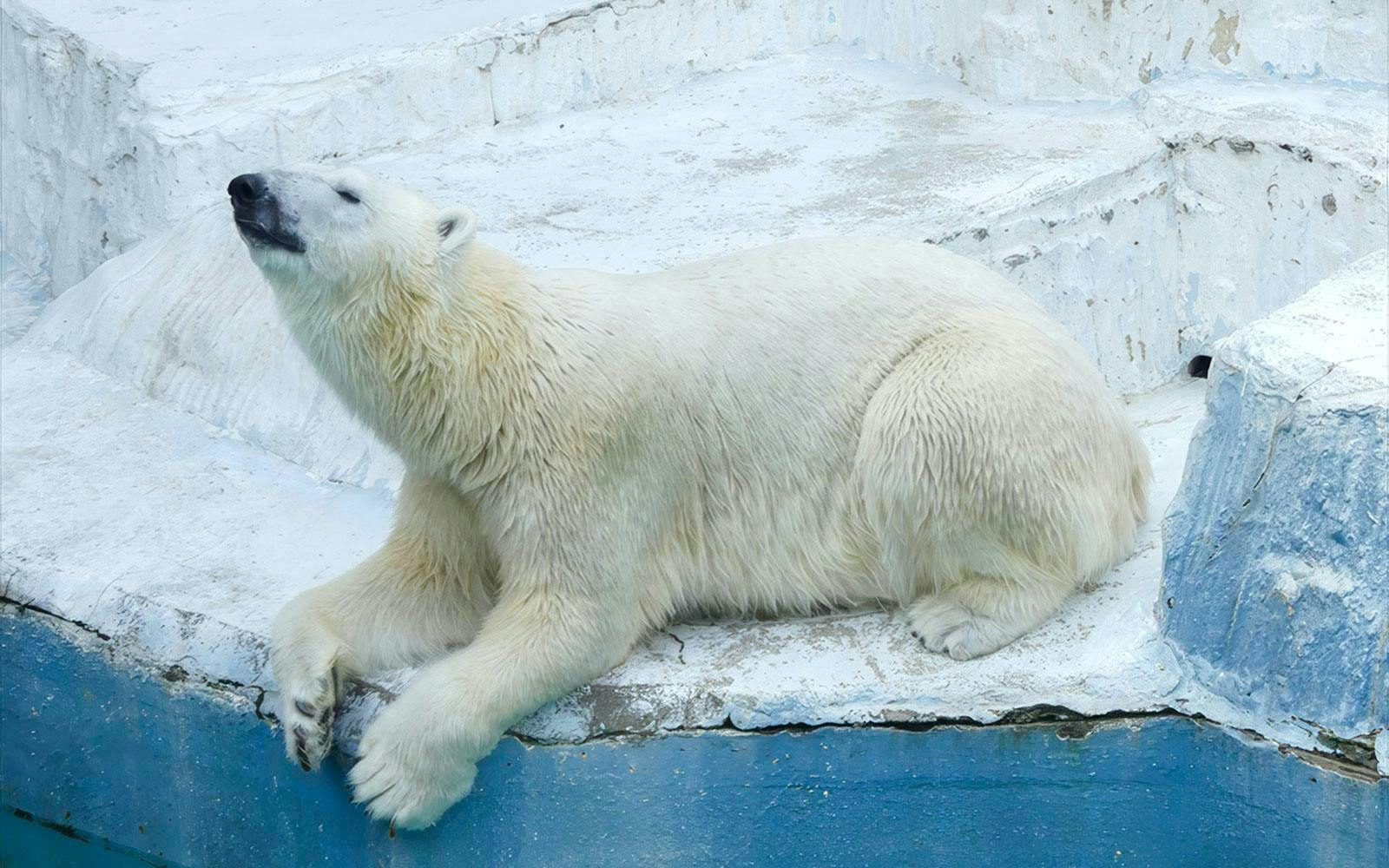 Polar bear resting on a rock at Tennoji Zoo.