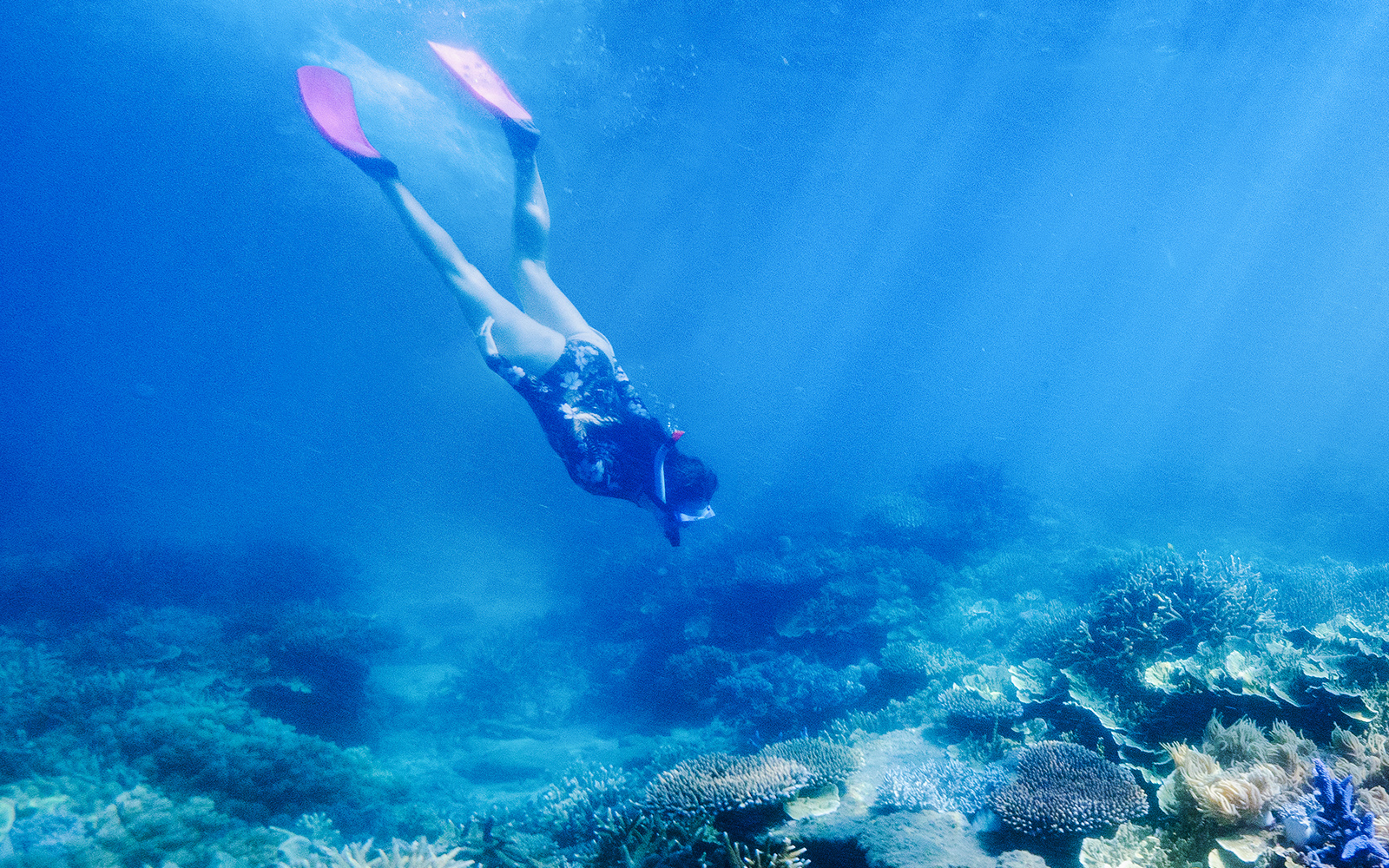 Snorkeler exploring coral reef at Fitzroy Island, Australia.