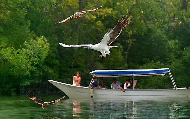 Eagles flying near a boat during Langkawi day cruise.