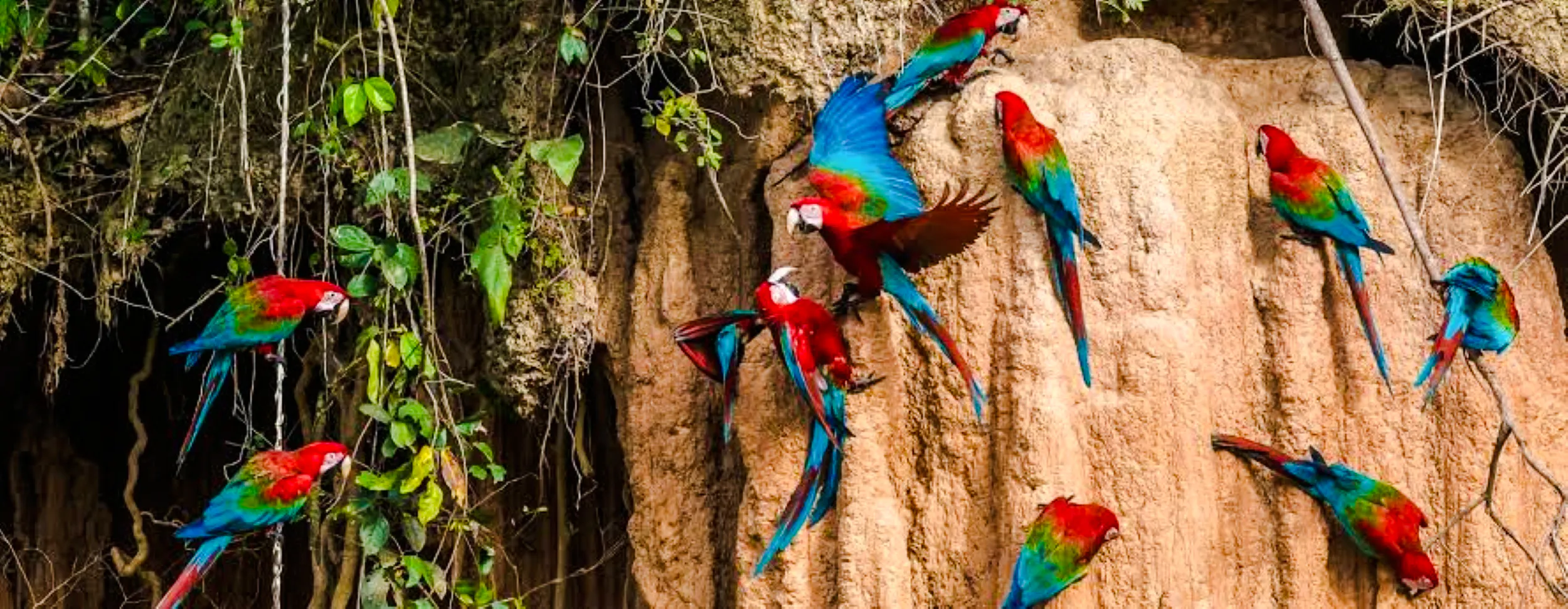 fra cusco: 3-dagers tur til manu nasjonalpark-10