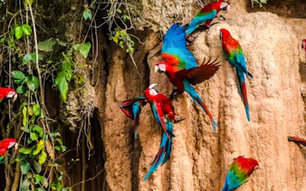 from cusco: 3-day manu national park tour-10