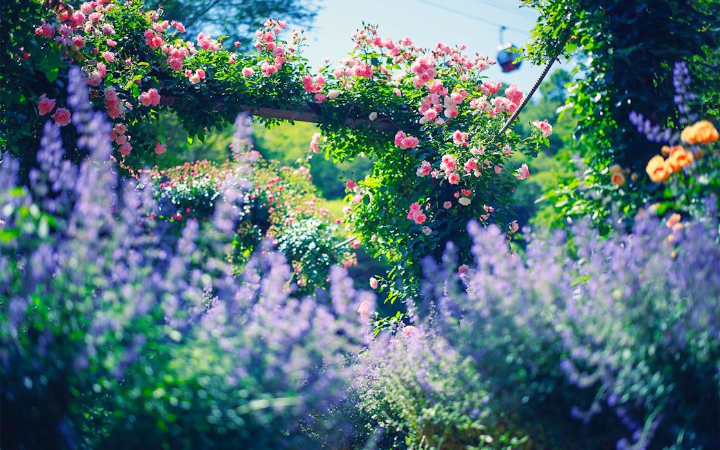 Kobe Nunobiki Herb Gardens with blooming flowers and ropeway in the background.