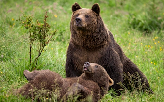 Brown bears in a grassy field at Bucharest Bear Sanctuary.