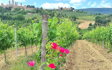 Vineyard in Chianti with view of San Gimignano towers, ideal for Vespa tour and Vernaccia wine tasting.