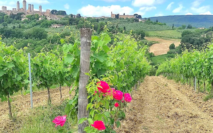Vineyard in Chianti with view of San Gimignano towers, ideal for Vespa tour and Vernaccia wine tasting.
