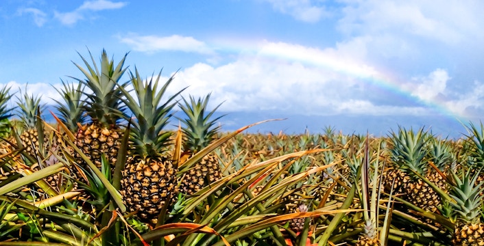 Pineapple plants under a rainbow at a Maui plantation farm.
