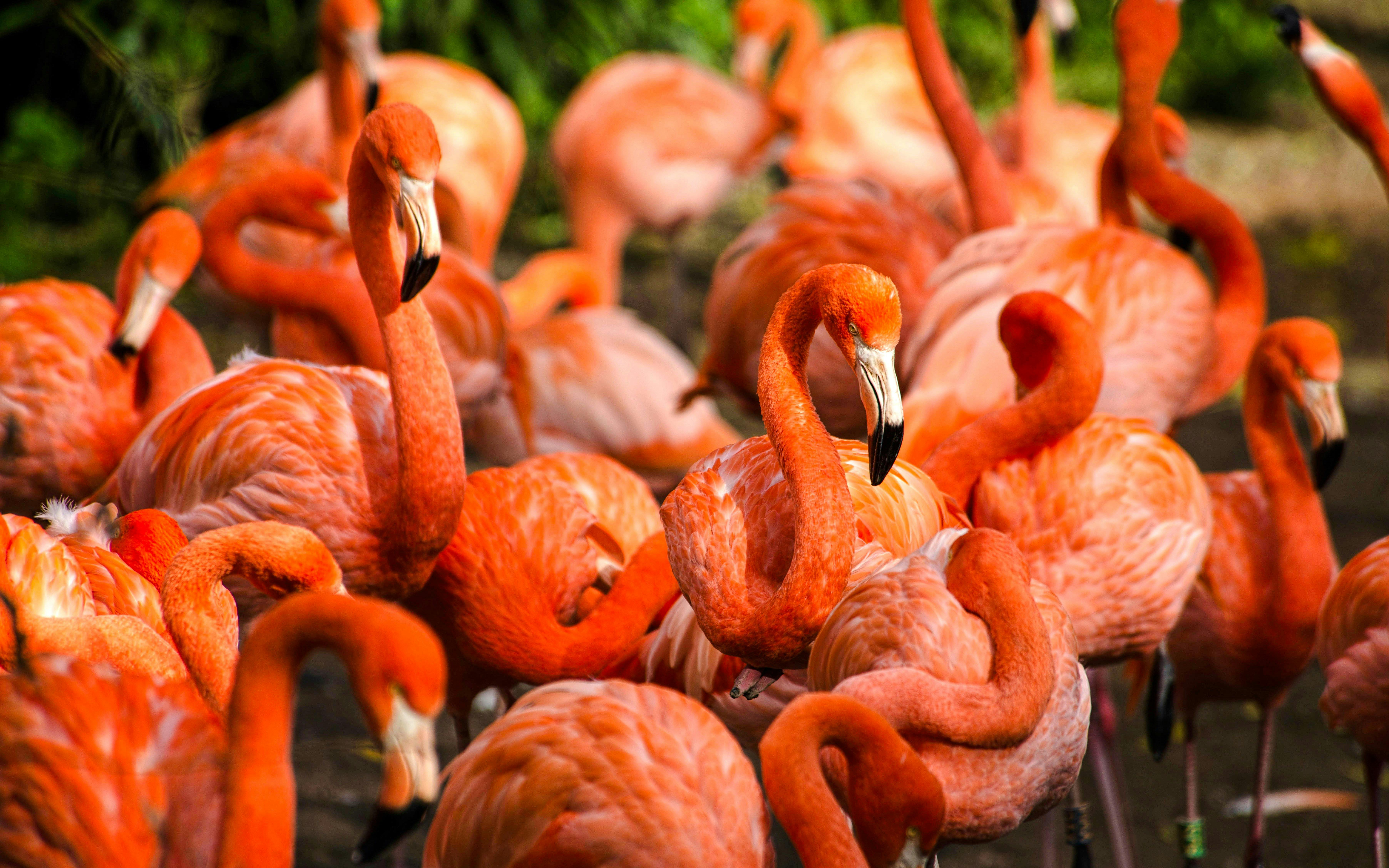 Flamingoes gathered at Blackpool Zoo.