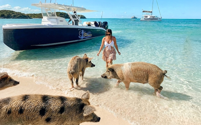 Swimming with pigs on a beach in Exuma, Bahamas, with boats in the background.