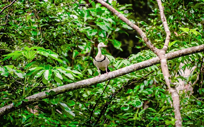 Duck perched on a branch in lush Daintree rainforest during Bruce Belchers Daintree River Cruises.