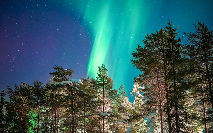 Northern lights over snowy forest in Rovaniemi, Finland.