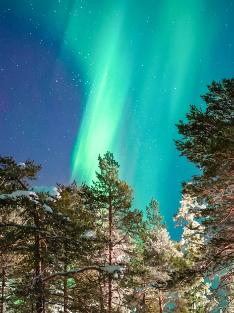 Northern lights over snowy forest in Rovaniemi, Finland.