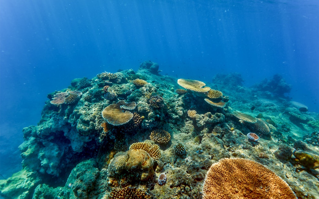 Coral reef underwater view during Cairns to Green Island cruise, showcasing diverse marine life.
