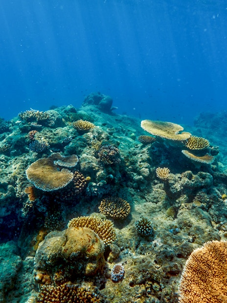 Coral reef underwater view during Cairns to Green Island cruise, showcasing diverse marine life.
