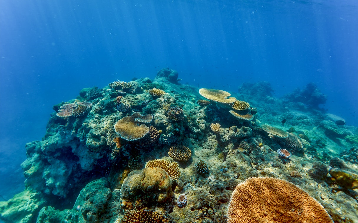 Coral reef underwater view during Cairns to Green Island cruise, showcasing diverse marine life.