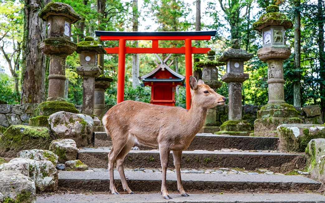 Deer standing in front of a red torii gate at a shrine in Nara, Japan.