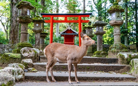 Kyoto & Nara by Private Car: Temples, Deer Park & Scenic Stops