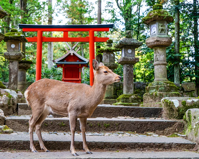 Kyoto & Nara by Private Car: Temples, Deer Park & Scenic Stops