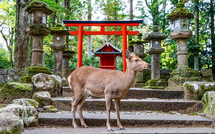 Deer standing in front of a red torii gate at a shrine in Nara, Japan.
