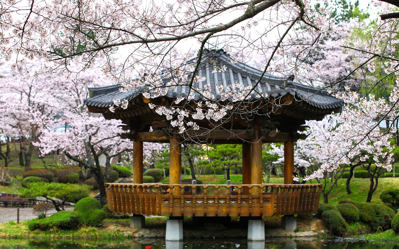 Traditional pavilion surrounded by cherry blossoms in Gyeongju, South Korea.