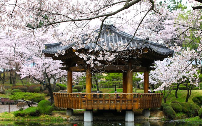 Traditional pavilion surrounded by cherry blossoms in Gyeongju, South Korea.