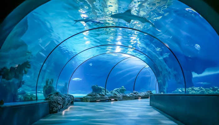 Wide-angle shot of an aquarium tunnel with marine life swimming overhead at Rotterdam Zoo