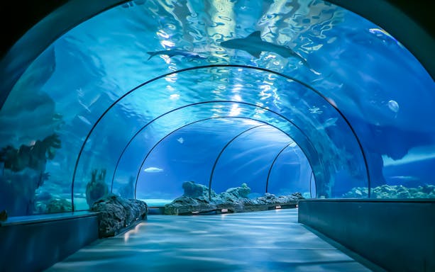 Aquarium tunnel with marine life swimming overhead.