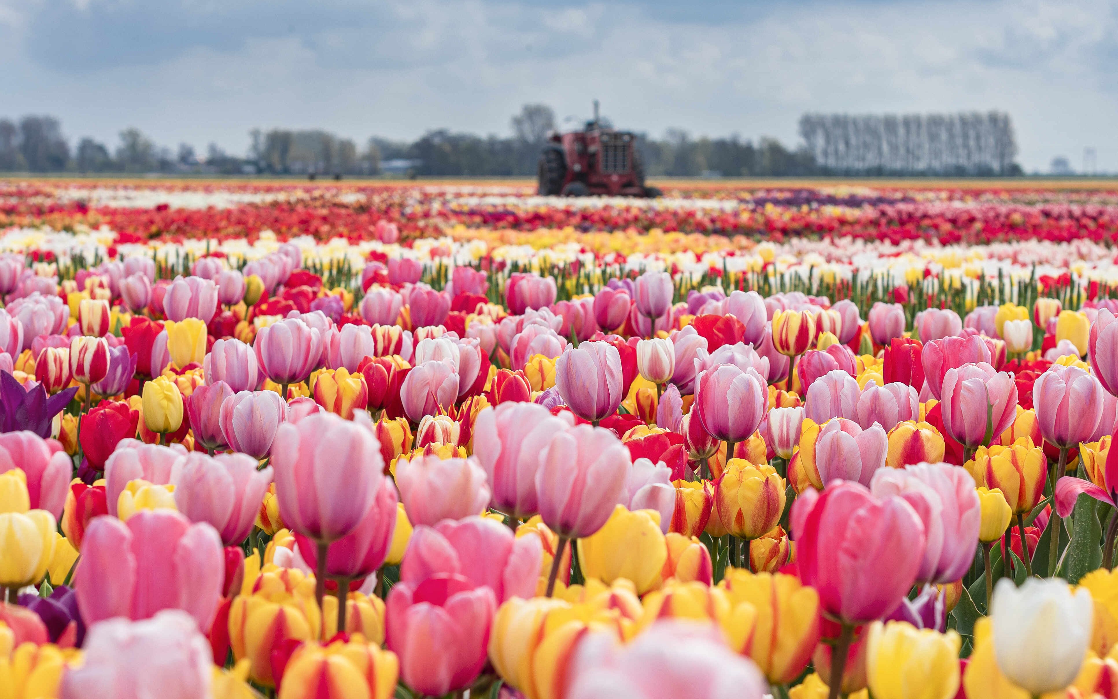 Tulip fields with colorful blooms and a tractor at Keukenhof during the Tulip Experience tour.