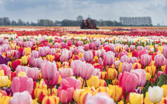 Tulip fields with colorful blooms and a tractor at Keukenhof during the Tulip Experience tour.