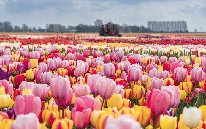 Tulip fields with colorful blooms and a tractor at Keukenhof during the Tulip Experience tour.